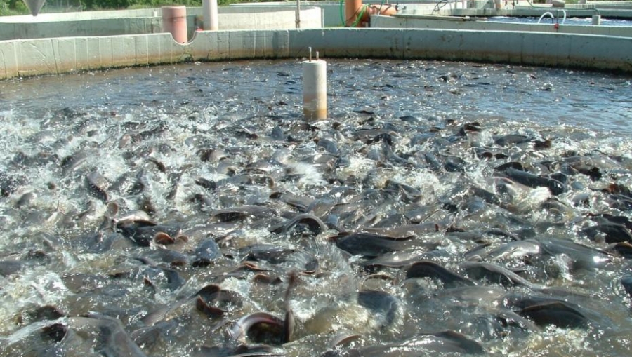 AQUACULTURE